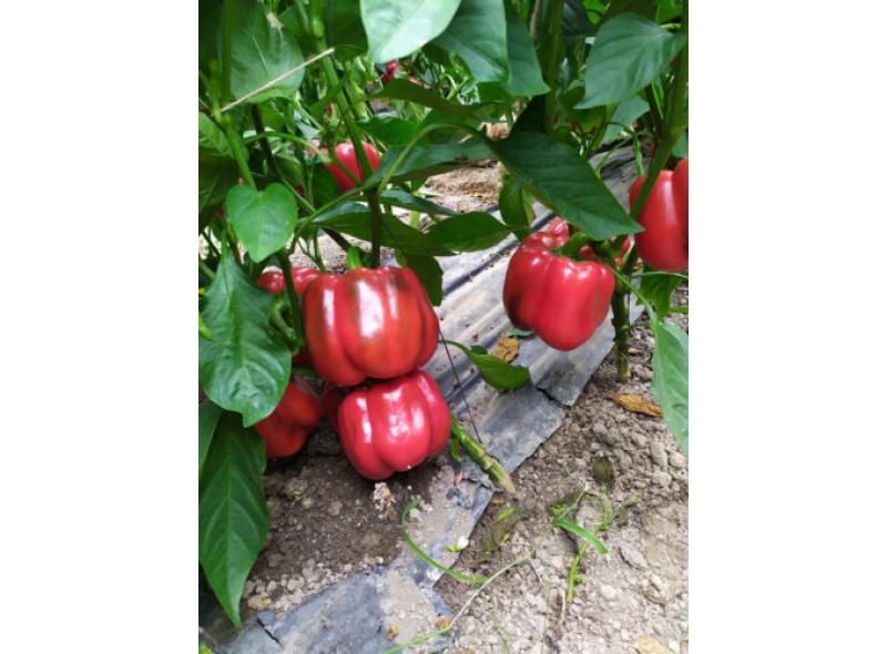 Семена перца сладкого Аида F1 (500 сем.) Lark Seeds